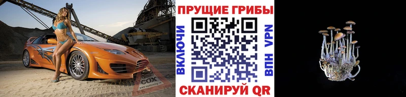 Галлюциногенные грибы Psilocybe  Купить где  Николаевск-на-Амуре 